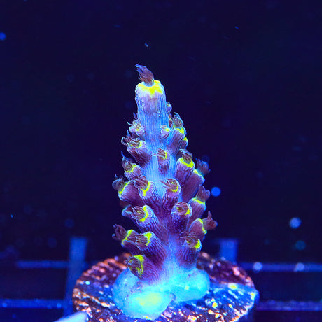 TSA Exquisita Stag Acropora Coral