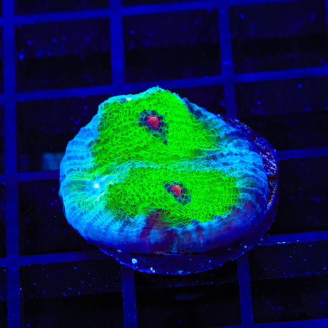 TSA Avatar Chalice Coral