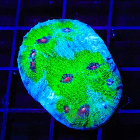 TSA Avatar Chalice Coral