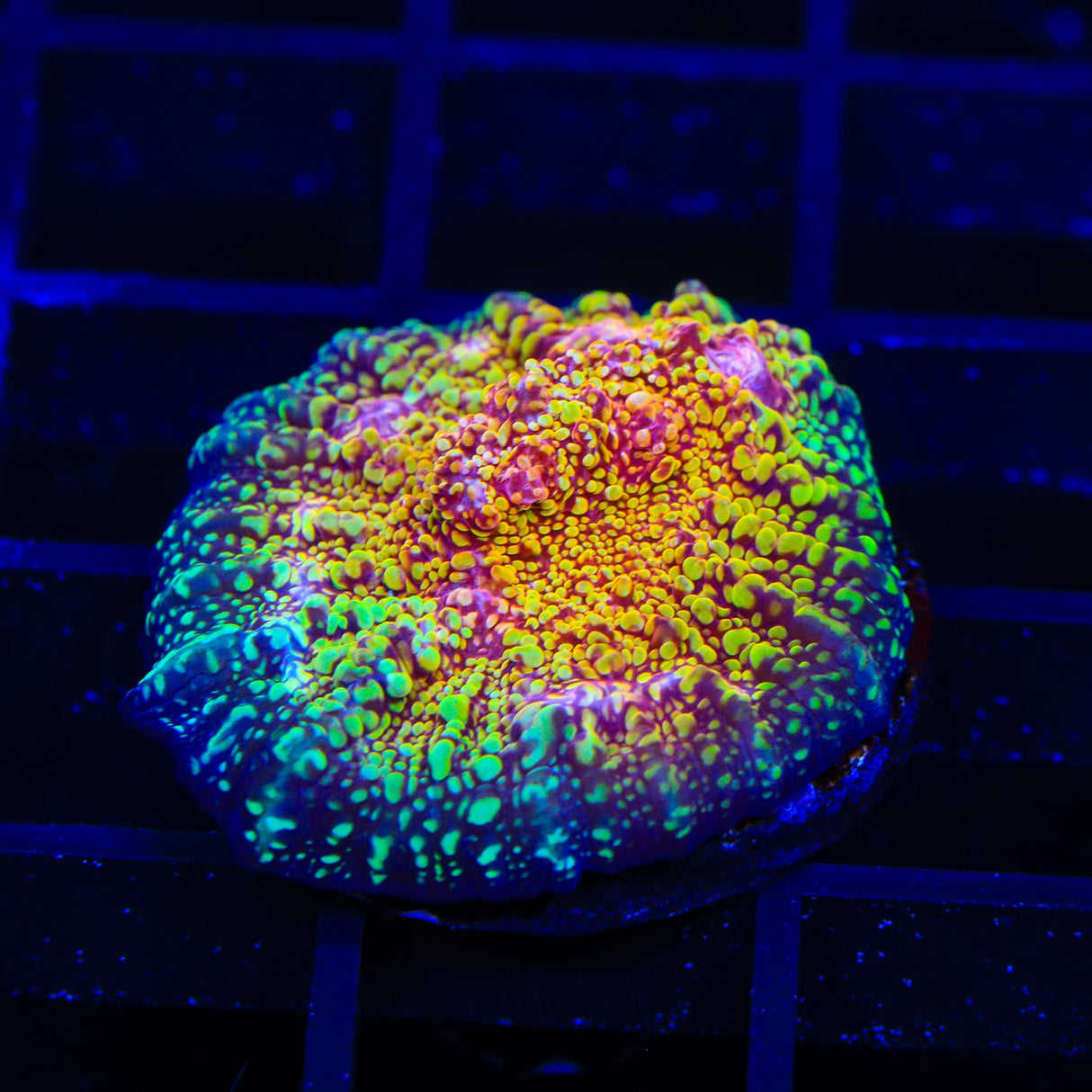 CB El Diablo Chalice Coral