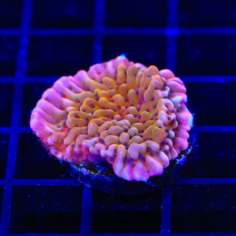 TSA Death Spiral Montipora Coral