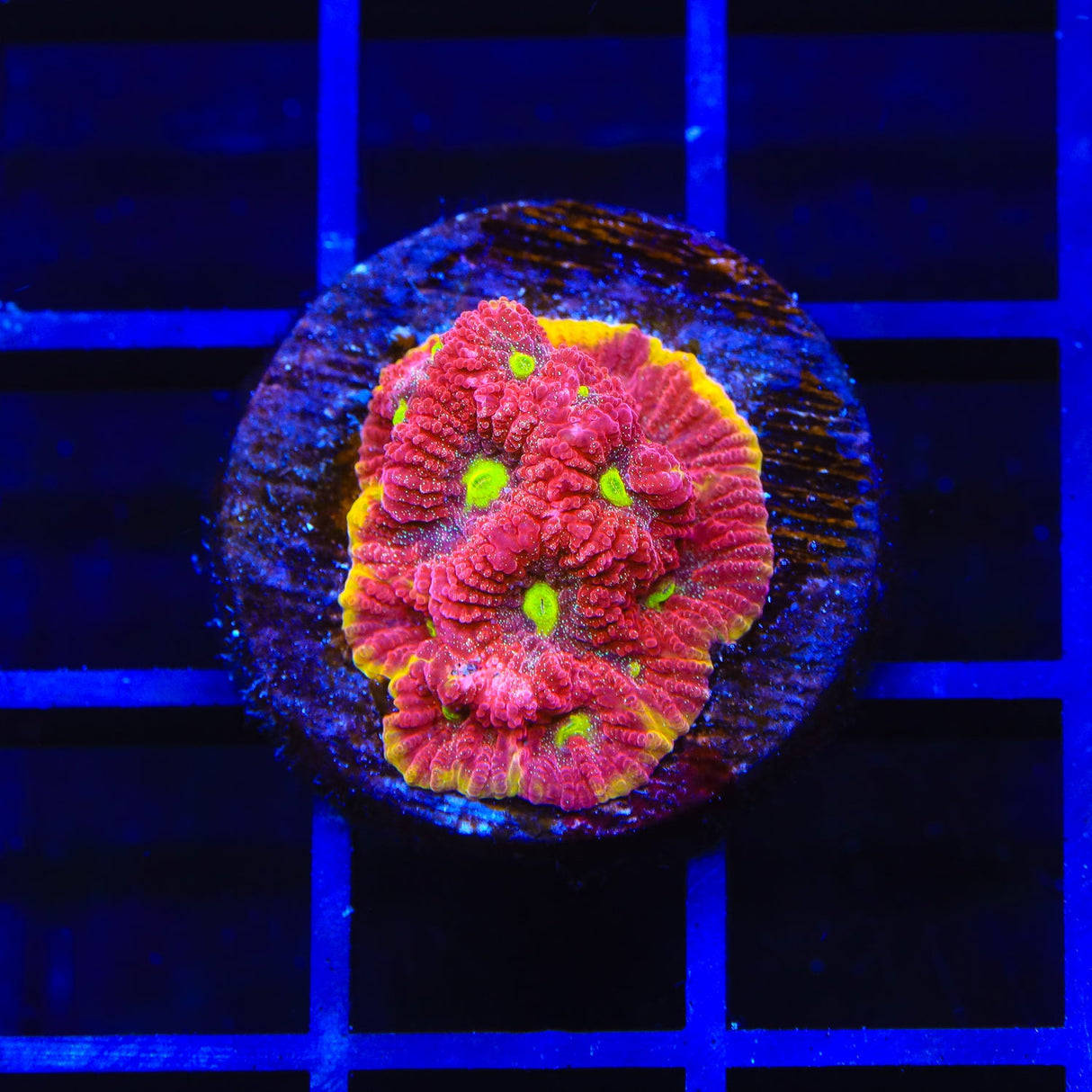 TSA Inferno Favia Coral