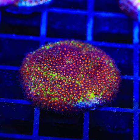 JF Sunset Stylocoeniella Coral