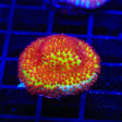 JF Burning Banana Stylocoeniella Coral