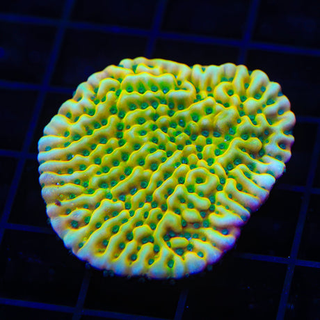 JF Beach Bum Montipora Coral