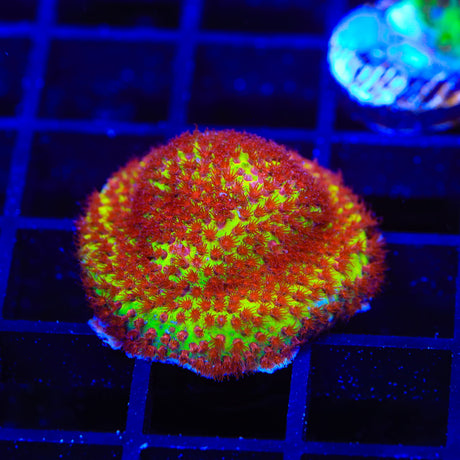 JF Burning Banana Stylocoeniella Coral