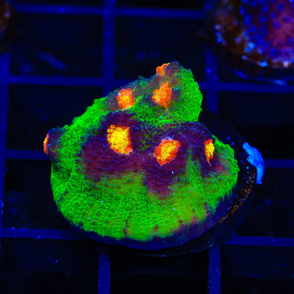 JF Raja Rampage Chalice Coral