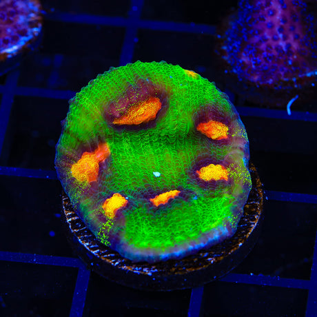 JF Raja Rampage Chalice Coral