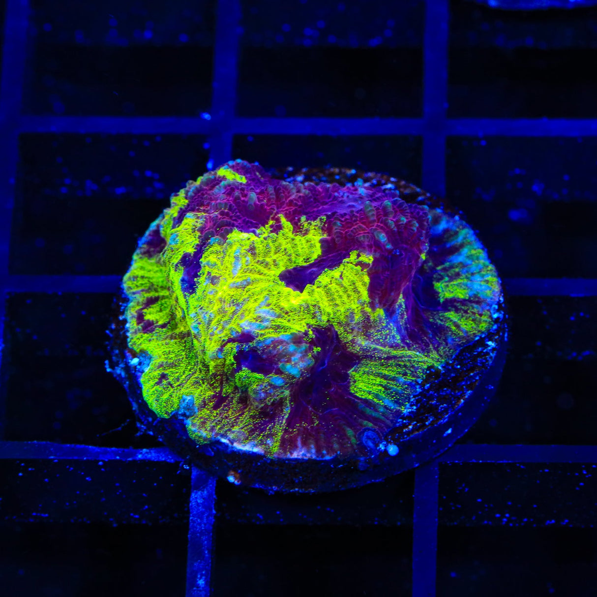 TSA Big Bang Favia Coral