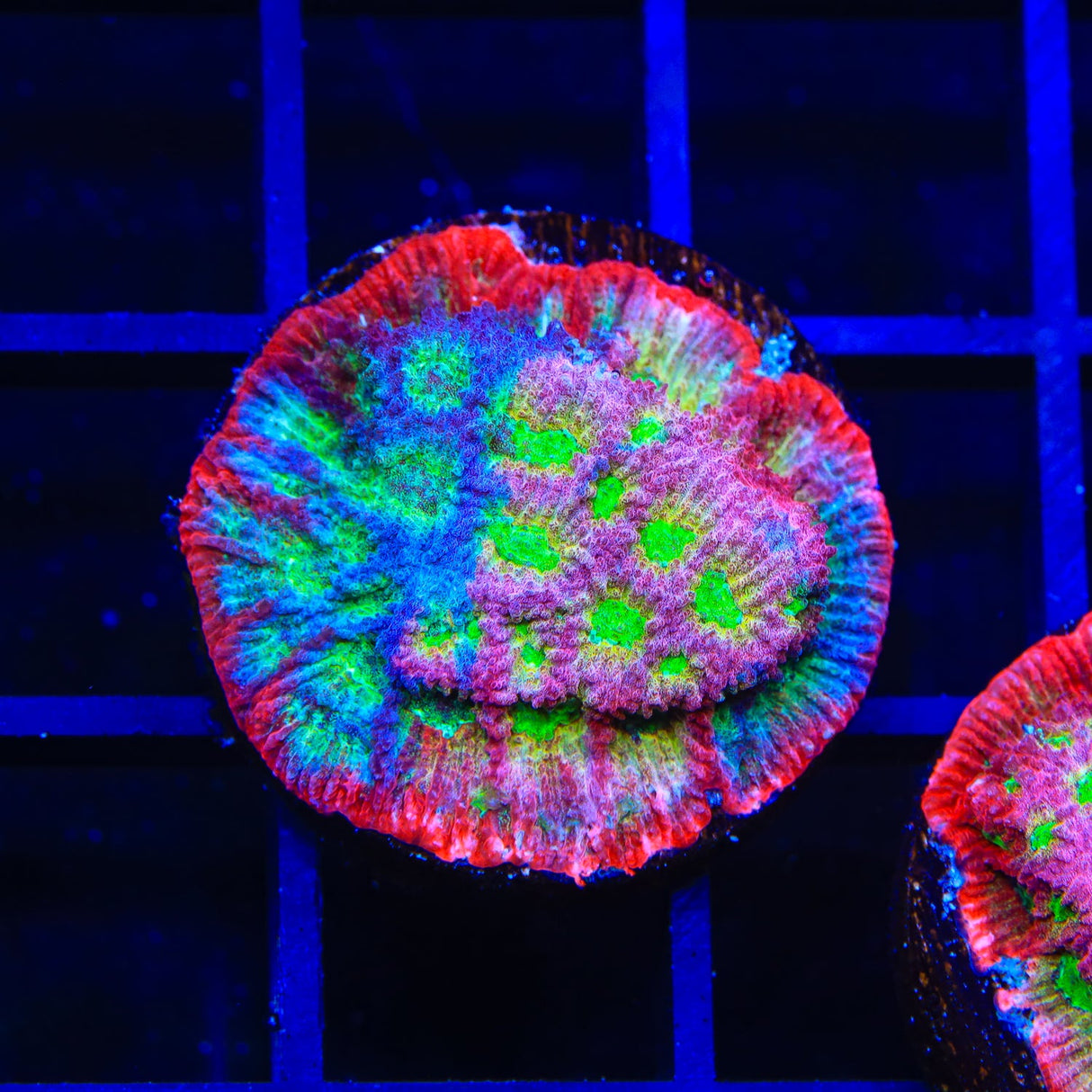 JF Fairy Ring Grafted Favia Coral