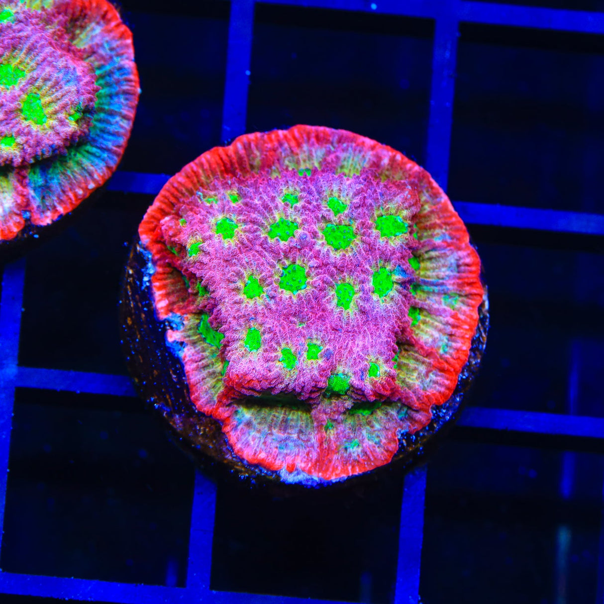 JF Fairy Ring Favia Coral