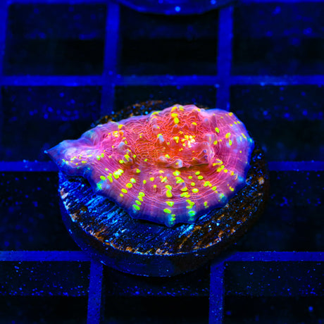 JF Gold Meister Chalice Coral