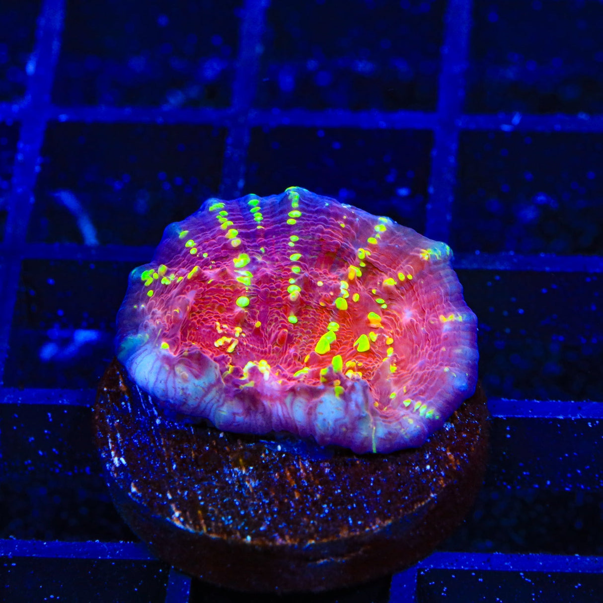 JF Gold Meister Chalice Coral