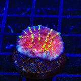 JF Gold Meister Chalice Coral