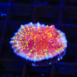 JF Gold Meister Chalice Coral