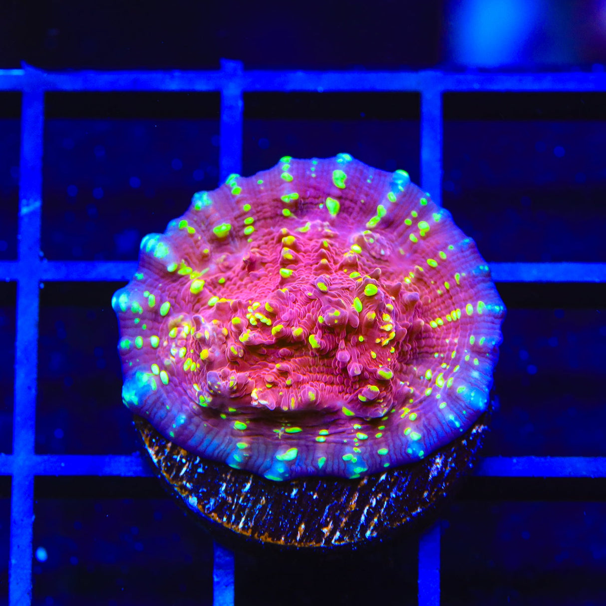 JF Gold Meister Chalice Coral