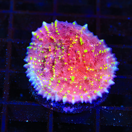 JF Gold Meister Chalice Coral