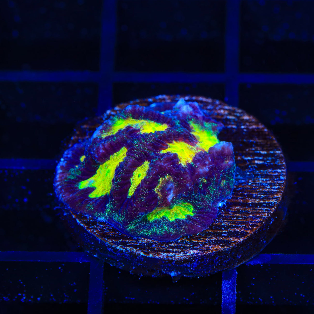 Rainbow Platygyra Coral