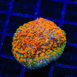 TSA Rose Petal Goniopora Coral