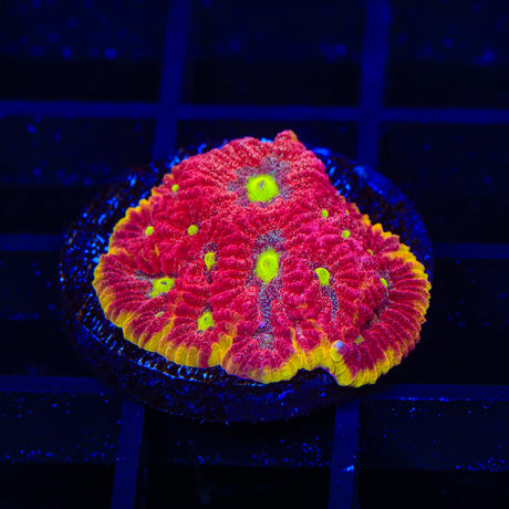 TSA Inferno Favia Coral