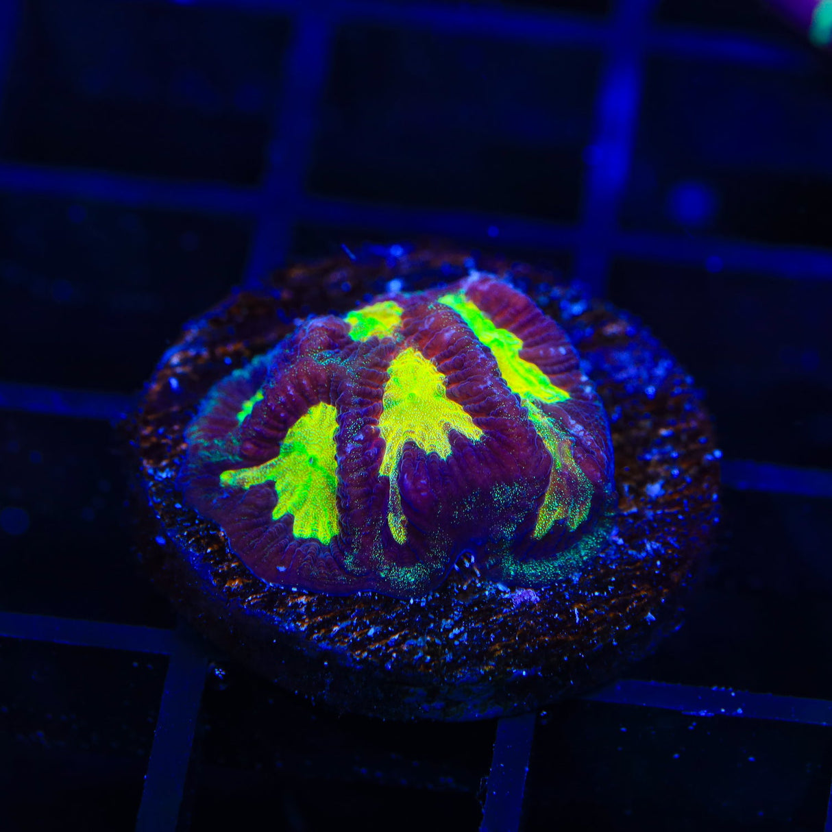 Rainbow Platygyra Coral