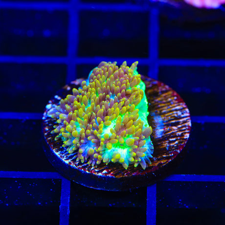 TSA Gamma Knife Hydnophora Coral