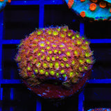 CB Bling Bling Cyphastrea Coral