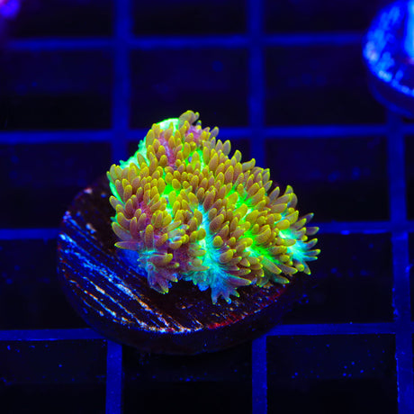 TSA Gamma Knife Hydnophora Coral