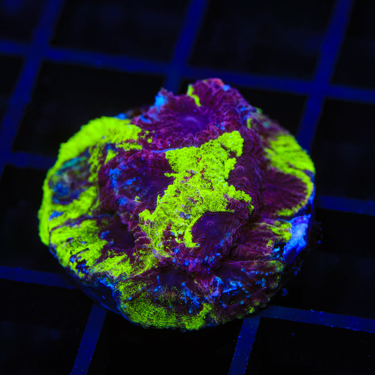 TSA Big Bang Favia Coral