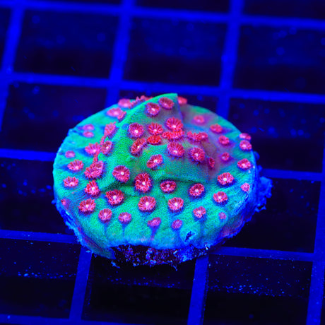 TSA South Beach Cyphastrea Coral