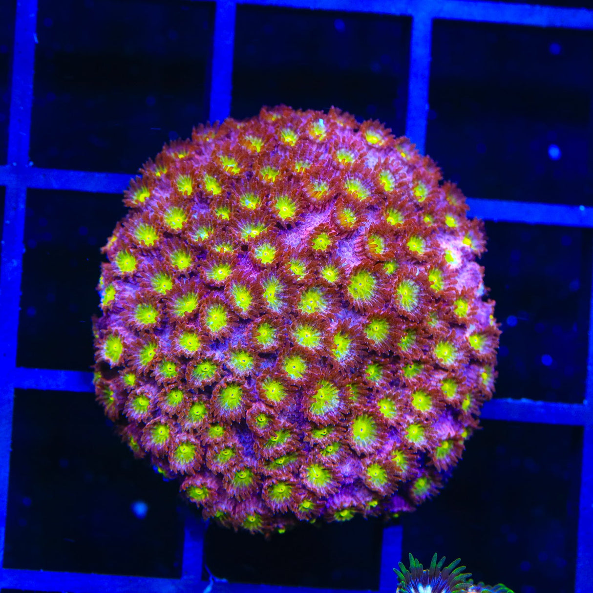 CB Bling Bling Cyphastrea Coral