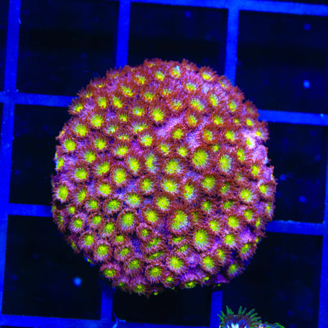 CB Bling Bling Cyphastrea Coral