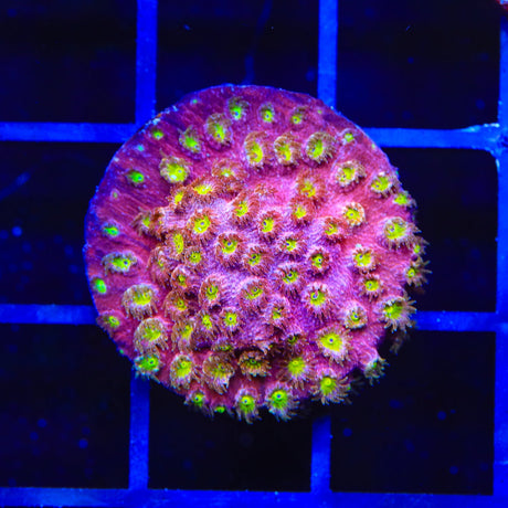 CB Bling Bling Cyphastrea Coral