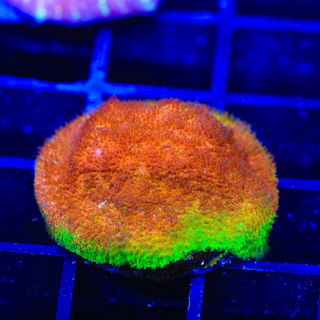 Watermelon Psammocora Coral