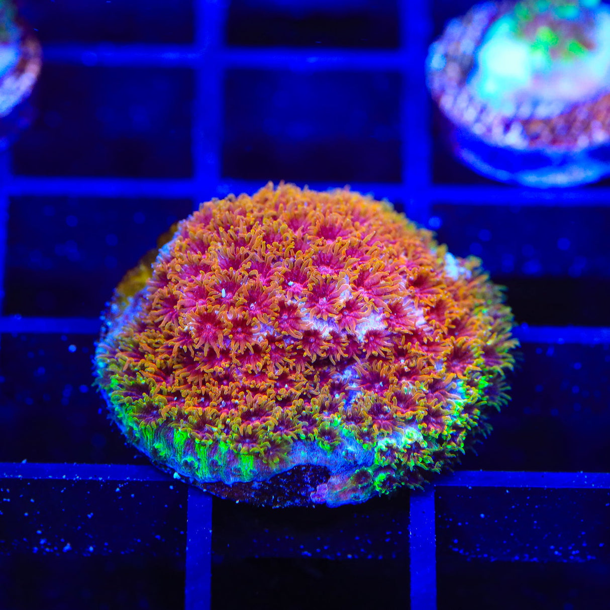 WWC Skittles Bomb Cyphastrea Coral