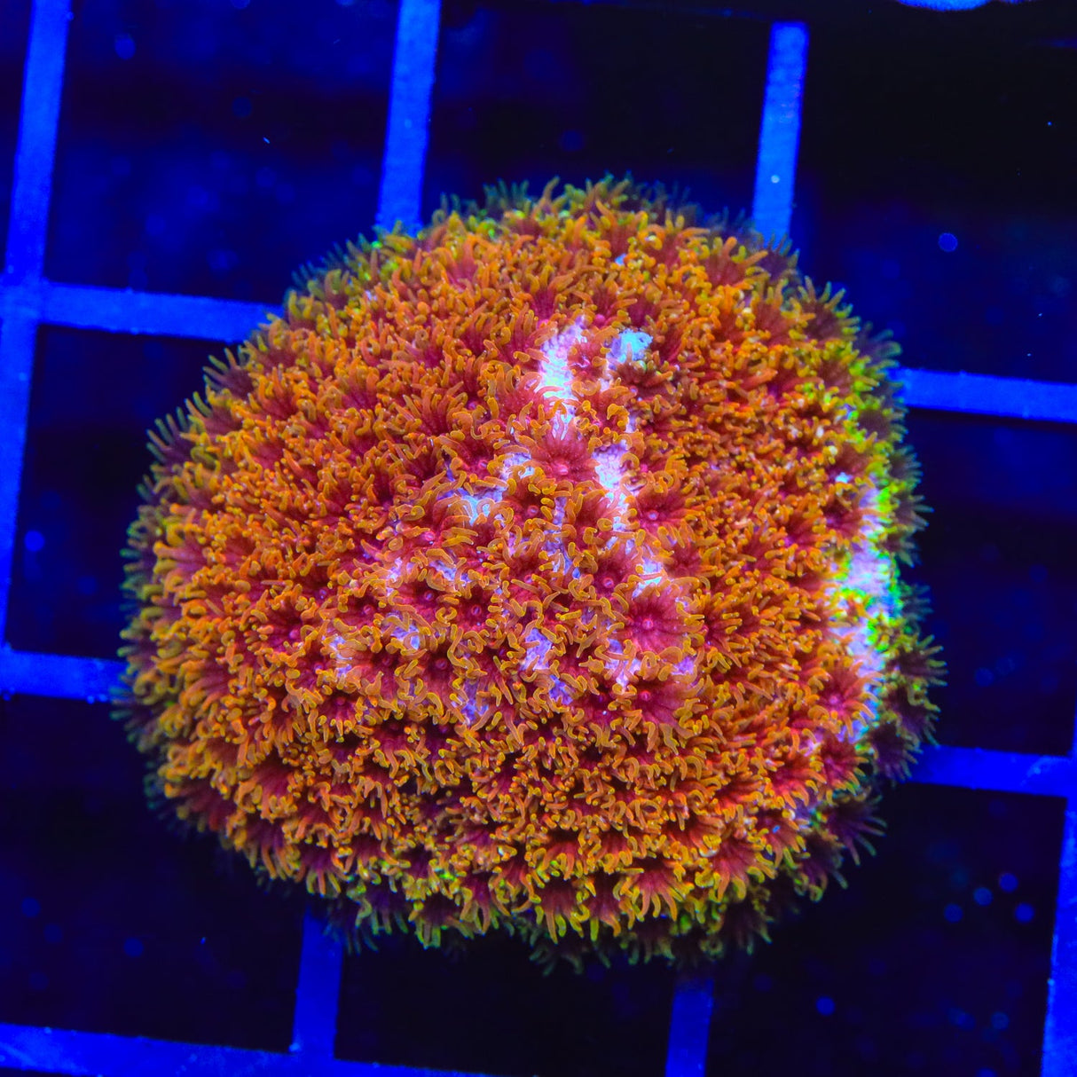 WWC Skittles Bomb Cyphastrea Coral