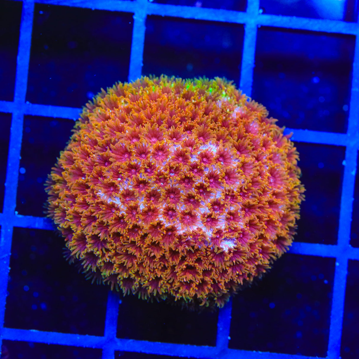 WWC Skittles Bomb Cyphastrea Coral