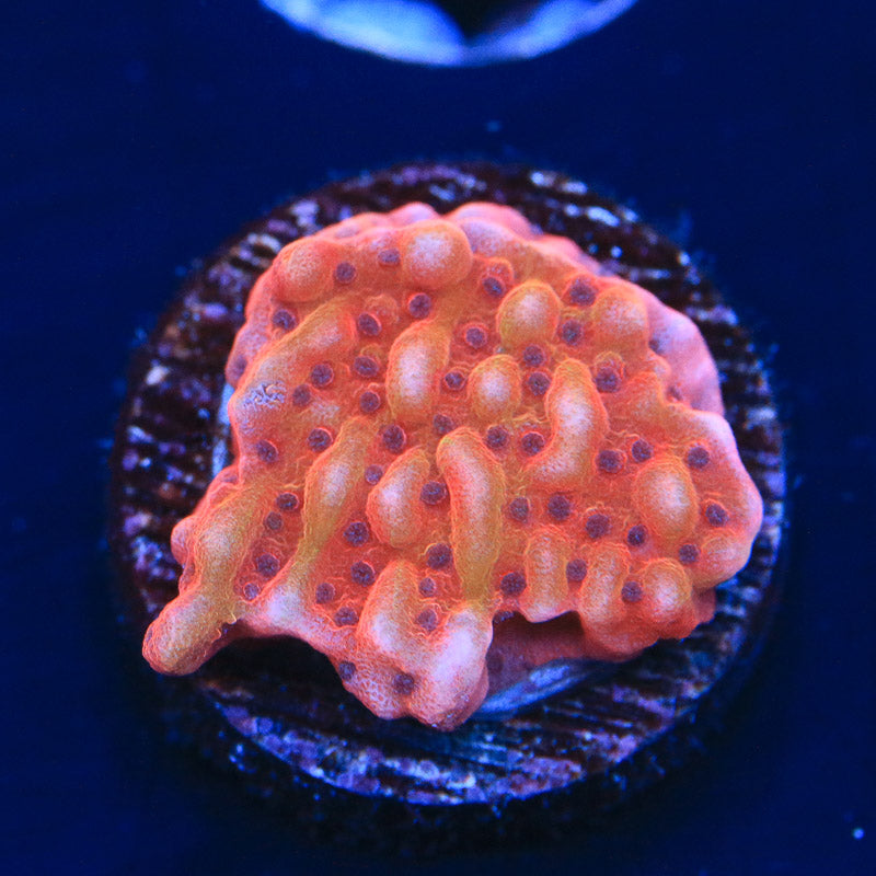 TSA Death Spiral Montipora Coral