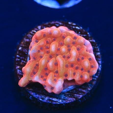 TSA Death Spiral Montipora Coral - Top Shelf Aquatics