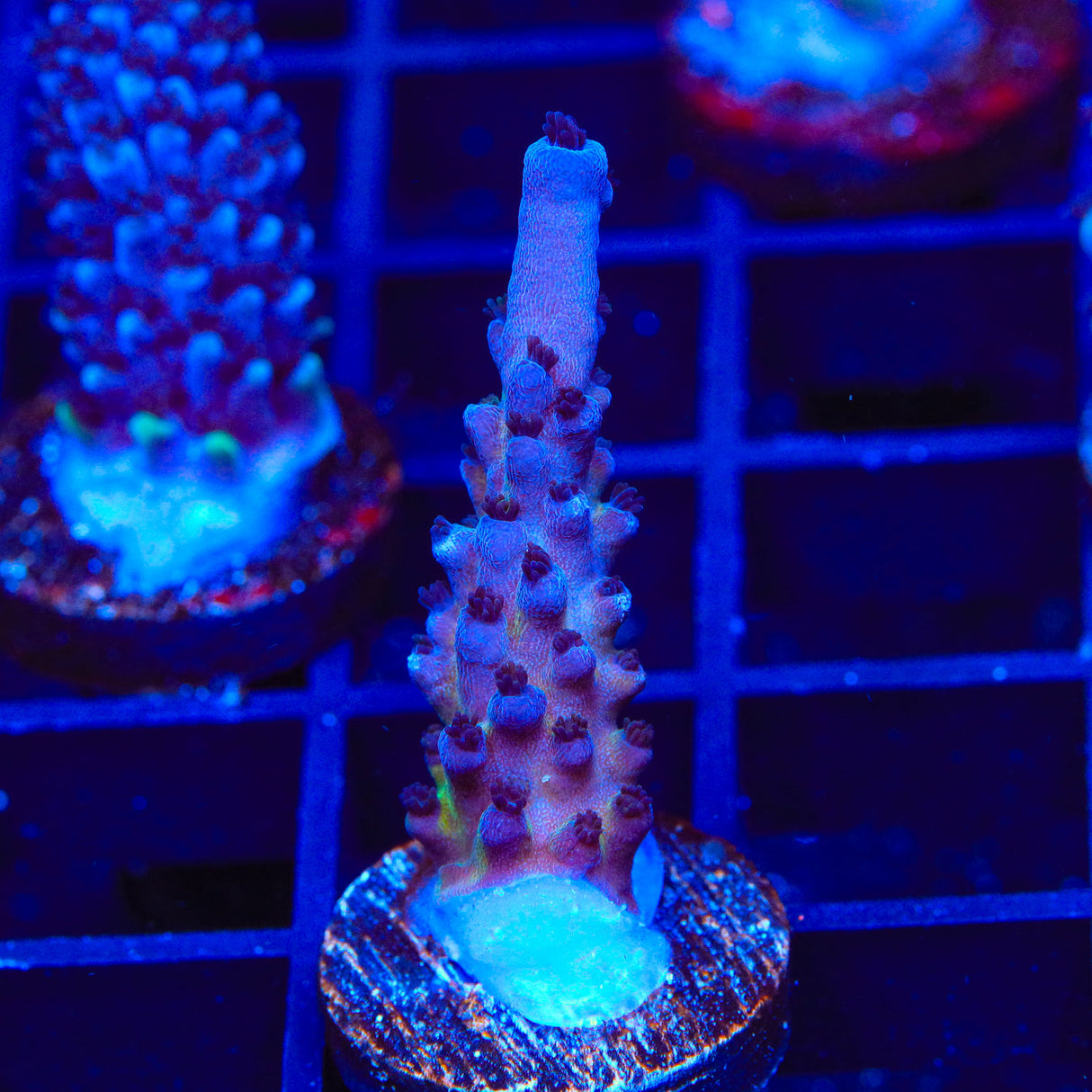 RR Aussie Gold Acropora Coral