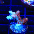 TSA Daydream Acropora Coral