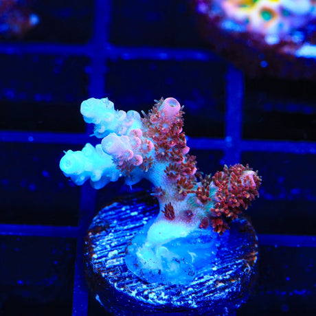 TSA Daydream Acropora Coral