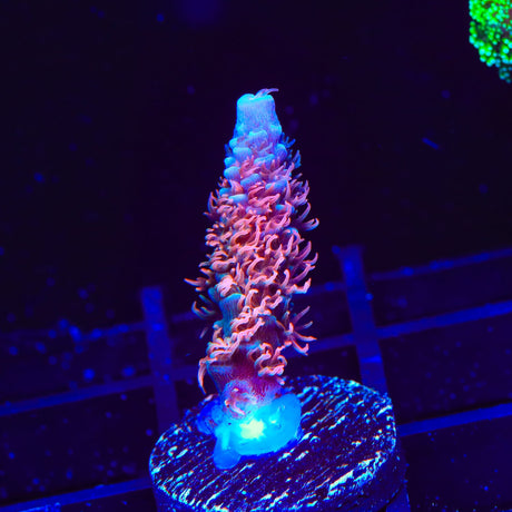 TGC Cherry Bomb Acropora Coral