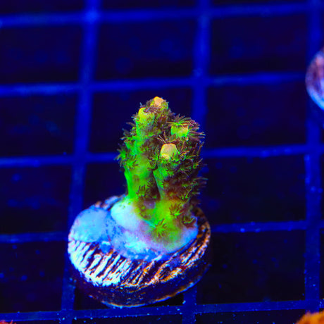 TSA Carolina Reaper Acropora Coral