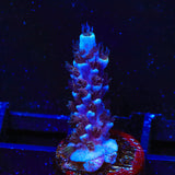 TSA Sin City Acropora Coral