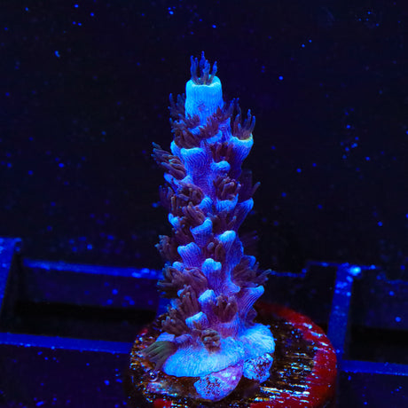 TSA Sin City Acropora Coral