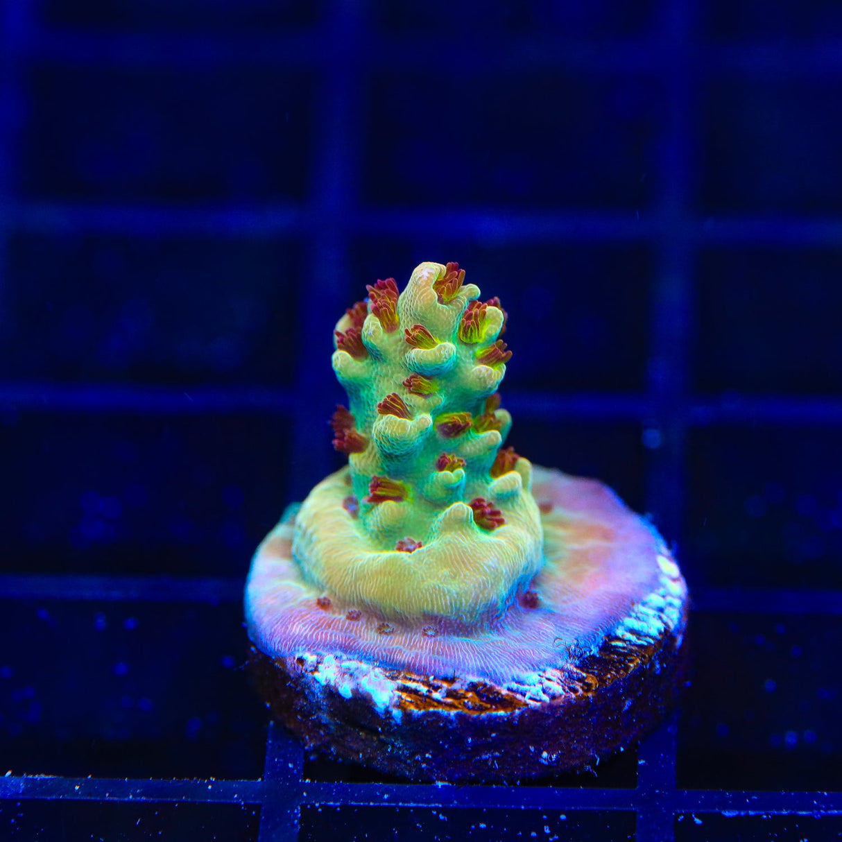 RMF Red Devil Acropora Coral