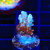 TSA Daydream Acropora Coral