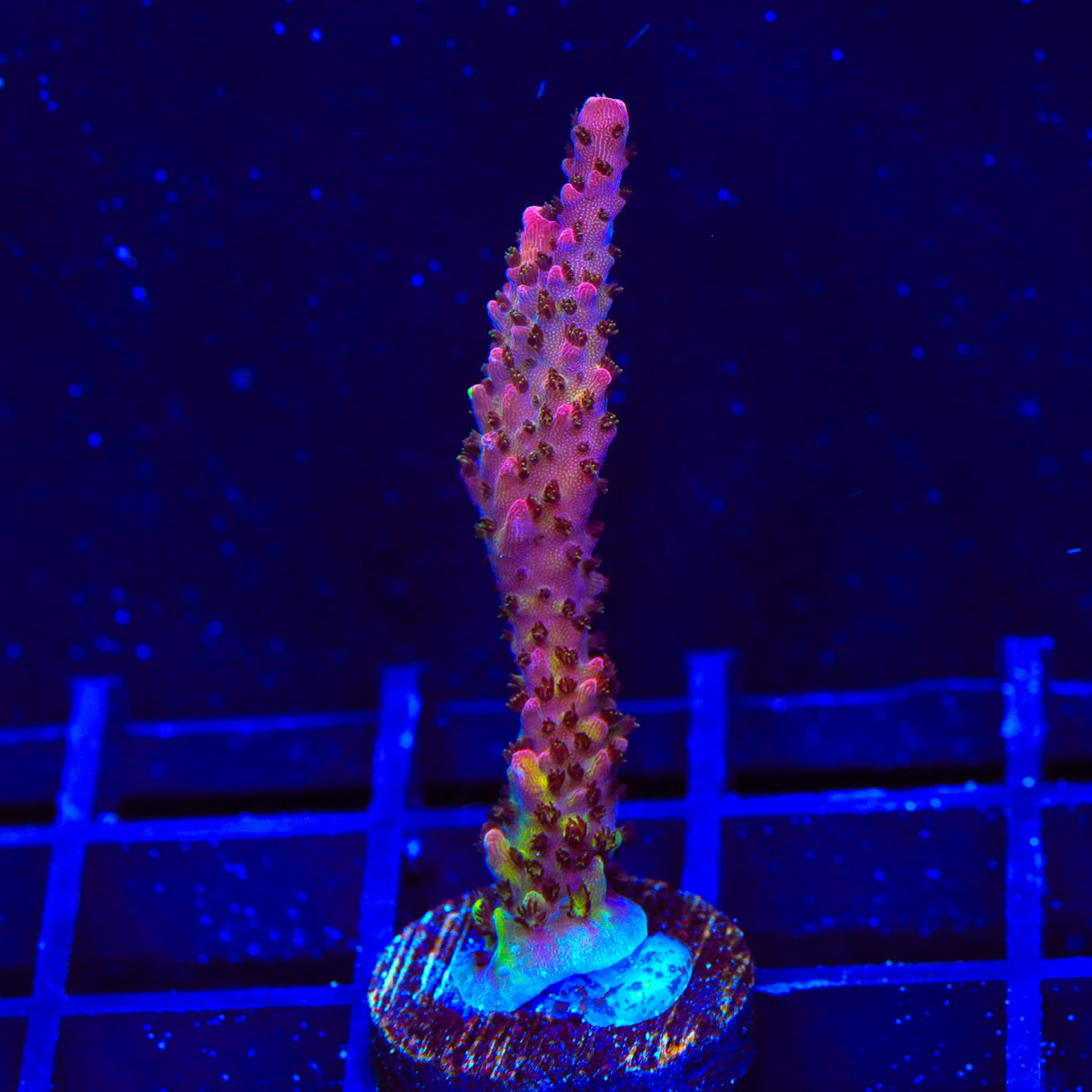 PC Rainbow Acropora Coral