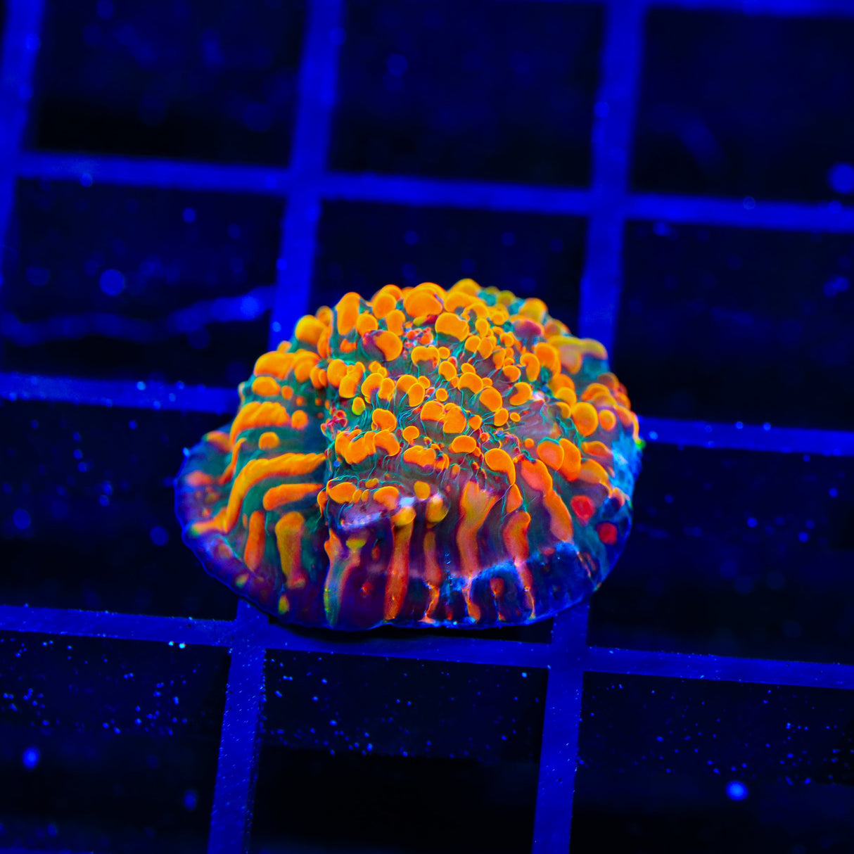 CC Cloudberry Chalice Coral